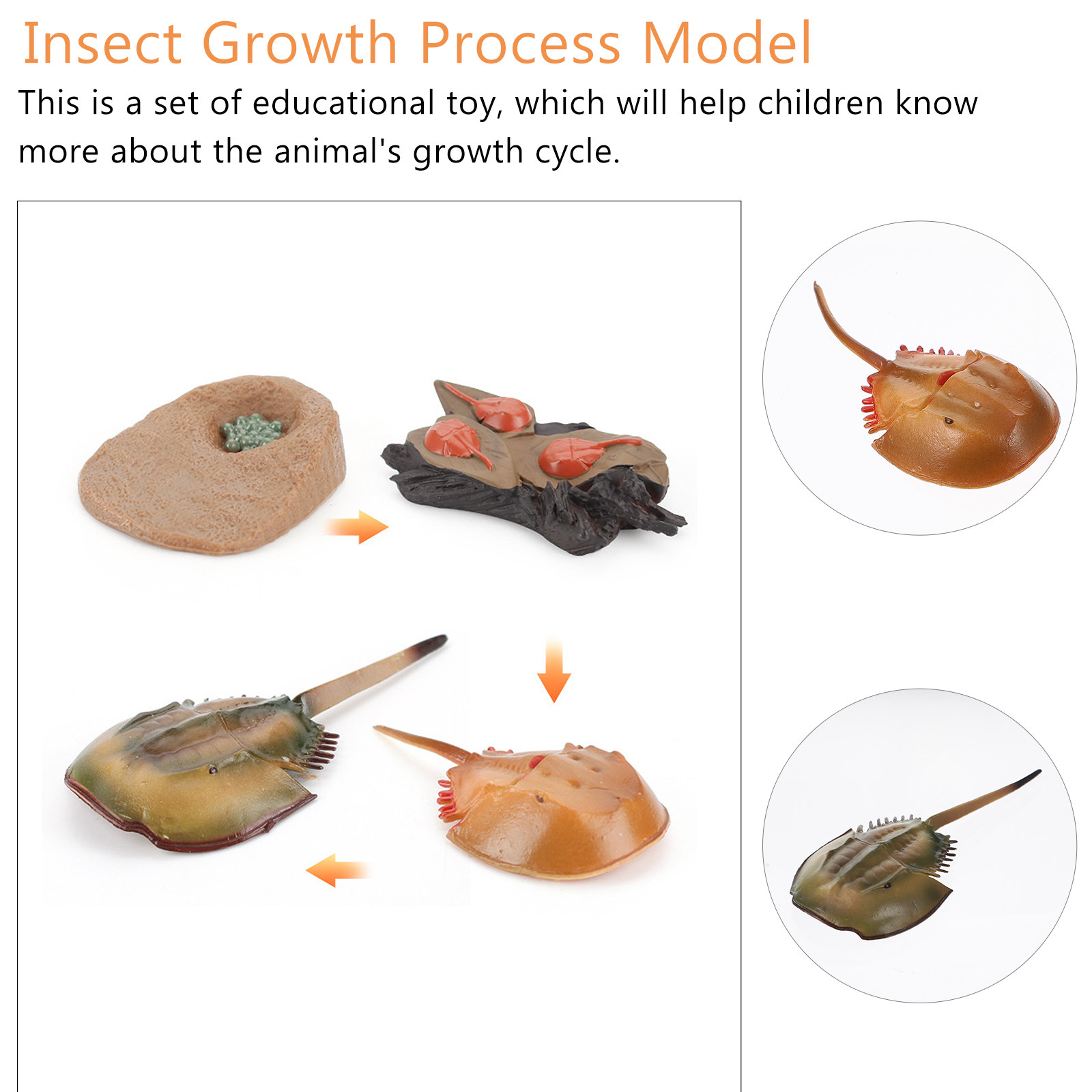1Set Horseshoe Growth Cycle Sc - Science Nursery 리뷰 및 가격