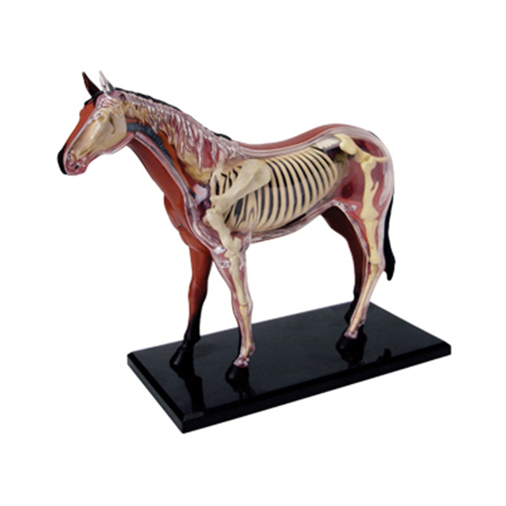 Animal Organ Anatomy Model 4D  - Science Diy Model 리뷰 및 가격
