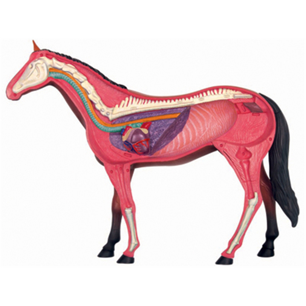Animal Organ Anatomy Model 4D  - Science Diy Model 리뷰 및 가격