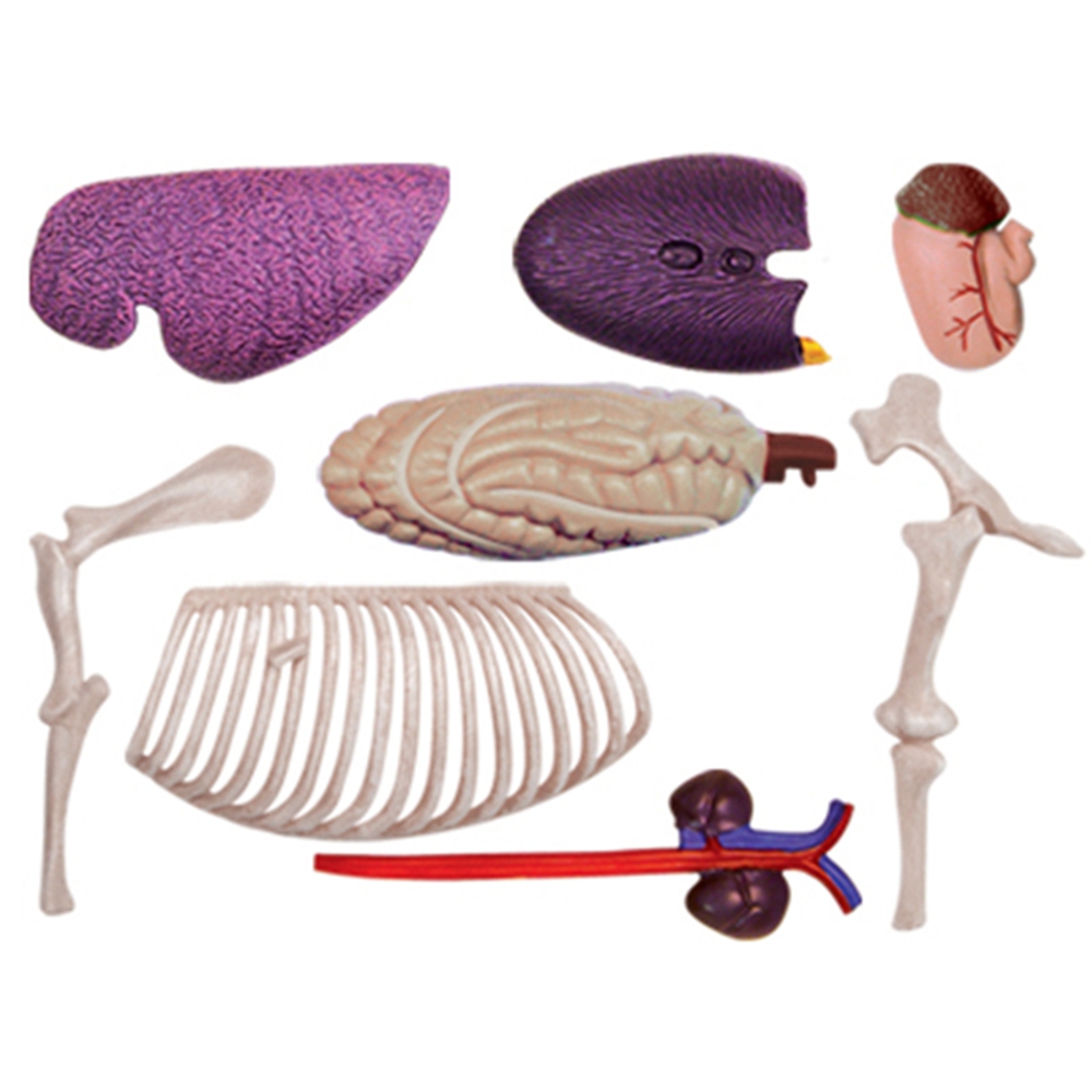 Animal Organ Anatomy Model 4D  - Science Diy Model 리뷰 및 가격