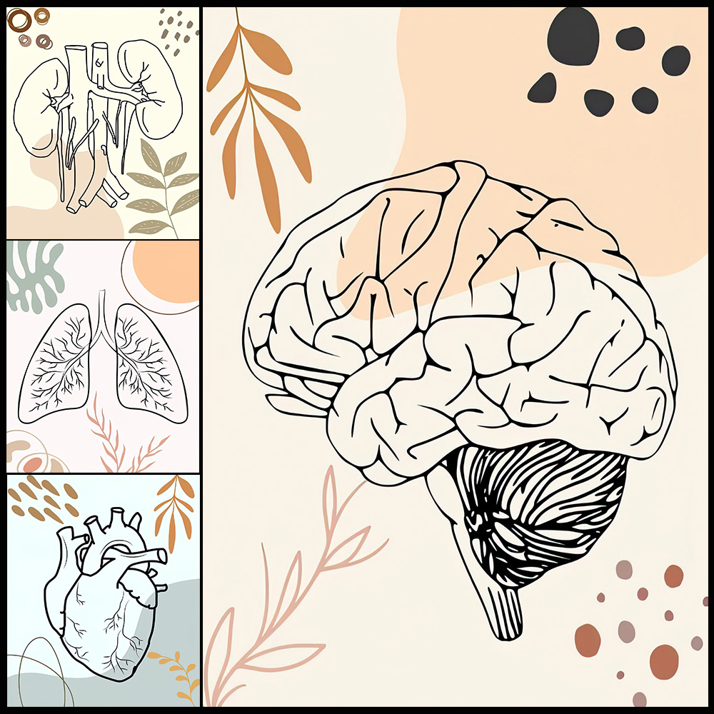 Human Anatomy Science Brain Nu - Science Nursery 리뷰 및 가격